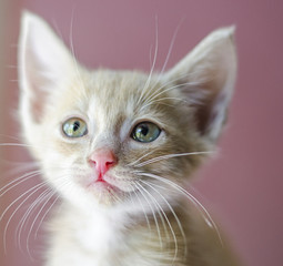 портрет котенка