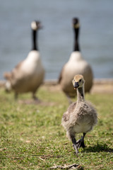 Canada Goose chick and parents