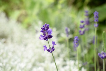 Lavender / Lavendel 