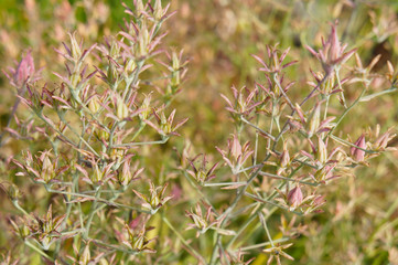 Anticlea elegans or zigadenus elegans or mountain deathcamas or elegant camas or alkali grass green and pink plant