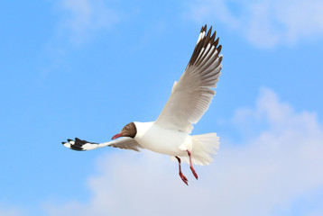 Seagull flying in beautiful sky.