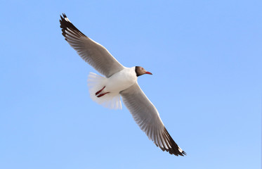 Seagull flying in beautiful sky.