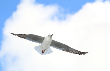 Seagull flying in beautiful sky.