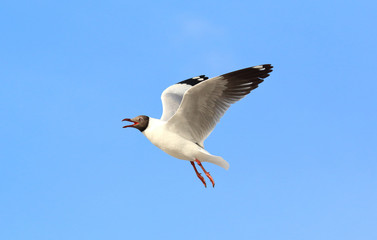 Seagull flying in beautiful sky.