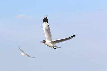 Seagull flying in beautiful sky.