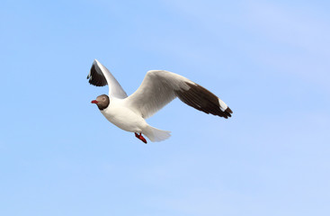 Seagull flying in beautiful sky.