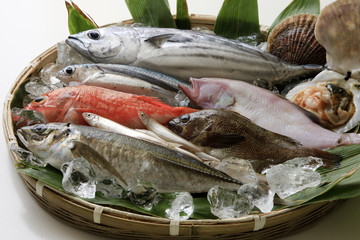 魚集合！