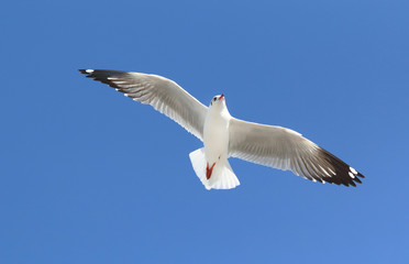 Seagull flying in beautiful sky.