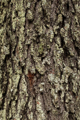 Naklejka premium Bark tree texture and background. Skin the bark of a tree that traces cracking