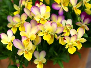 鉢植えのビオラ