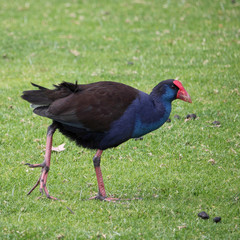 Pukeko