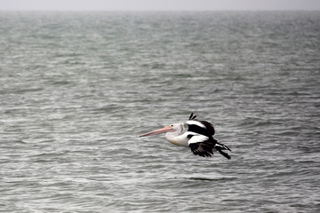 Pélican à lunettes