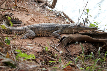 Freshwater crocodile