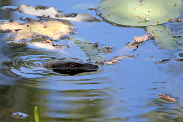 Mertens' water monitor Varanus mertensi