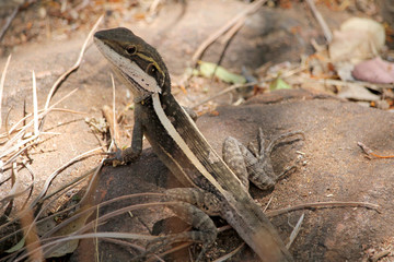 Gilbert dragon