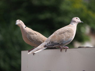 Two Pigeons in the Sun