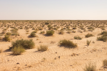 vegetation in the desert