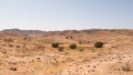 Fototapeta na wymiar vegetation in the Sahara Desert