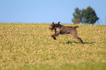 Typical Spinone Italiano dog