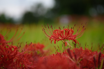 夕暮れの彼岸花