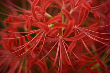 夕暮れの彼岸花