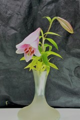 flower lily calla orchid daisy chrysanthemum