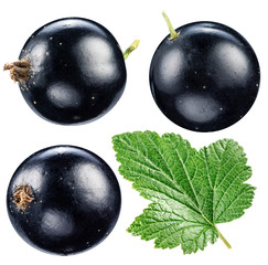 Black currant on the white background.