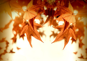 Autumn foliage - leaves lit by sun rays (sunbeams) beautiful nature in autumn