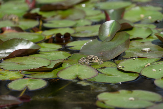 a large image of a frog lying in water in the middle of the slime and Lily pads