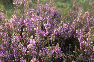 Obraz premium Heide Kraut Erika Lila Blüten
