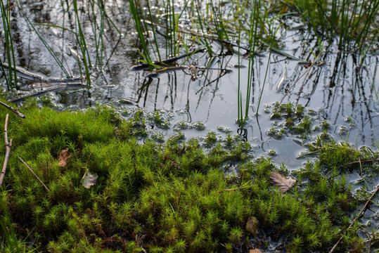 Sumpf Gras und Moos an einem Teich