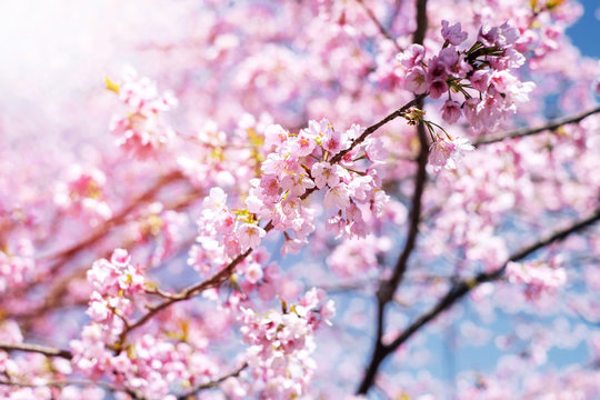 Pink Cherry Blossom or Japanese Sakura Flower are Blooming in Spring, Signature of Japan, Focus on center