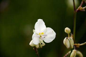 Beautiful spacial  color of murdannia giganteum.