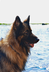 German shepherd By the sea