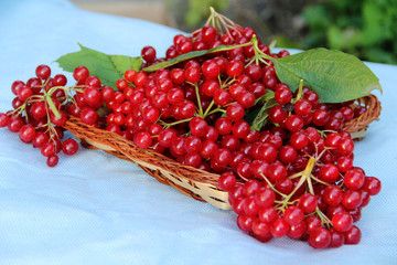 currant
