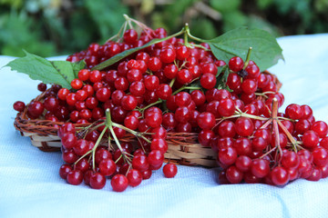 currant