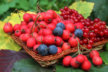 berries