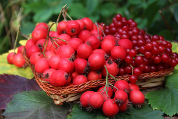 berries