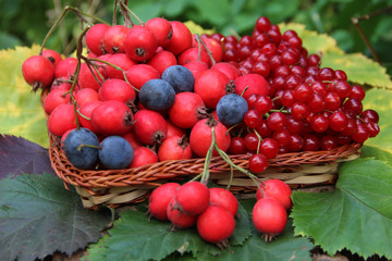 berries