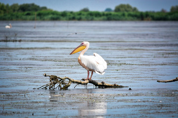 Pelican in Danube Delta