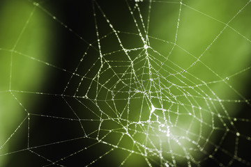 Spiderweb with droplets of dew