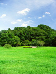 Obraz premium 初秋の草原と林