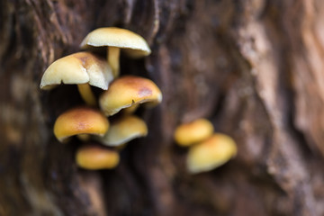 False honey agaric - toxic or inedible mushrooms, edible mushrooms similar