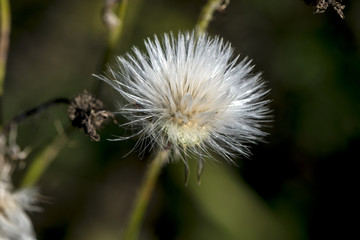 Detail of a blooming thistle in autumn