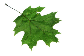 oak leaf on pure white background