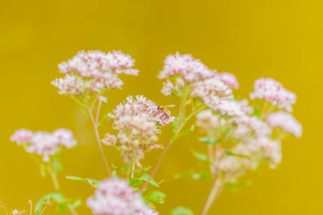 Obraz premium Bee on a pink flower with low depth of field