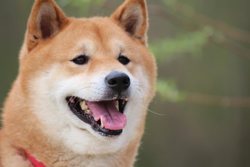 shiba inu