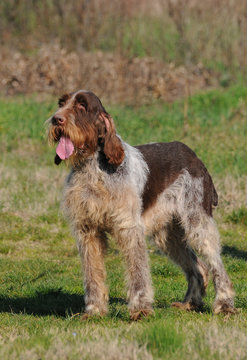 Typical Spinone Italiano dog