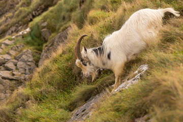 Obraz premium Feral mountain goat descending steep rock face. Agile long-haired goat at Brean Down in Somerset, part of a wild herd