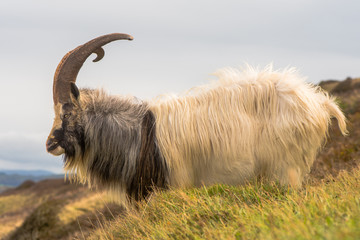 Obraz premium Male feral mountain goat with large horns. Long-haired billy goat at Brean Down in Somerset, part of a wild herd